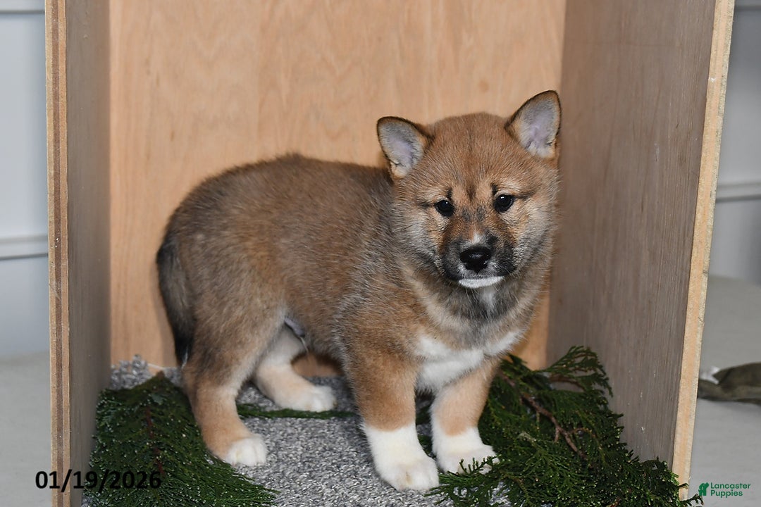 Shiba Inu dogs for sale: Asher - Ad 4