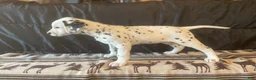 Dalmatian dogs for sale: Princess - Ad 1