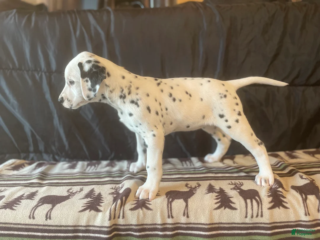 Dalmatian dogs for sale: Princess - Ad 1