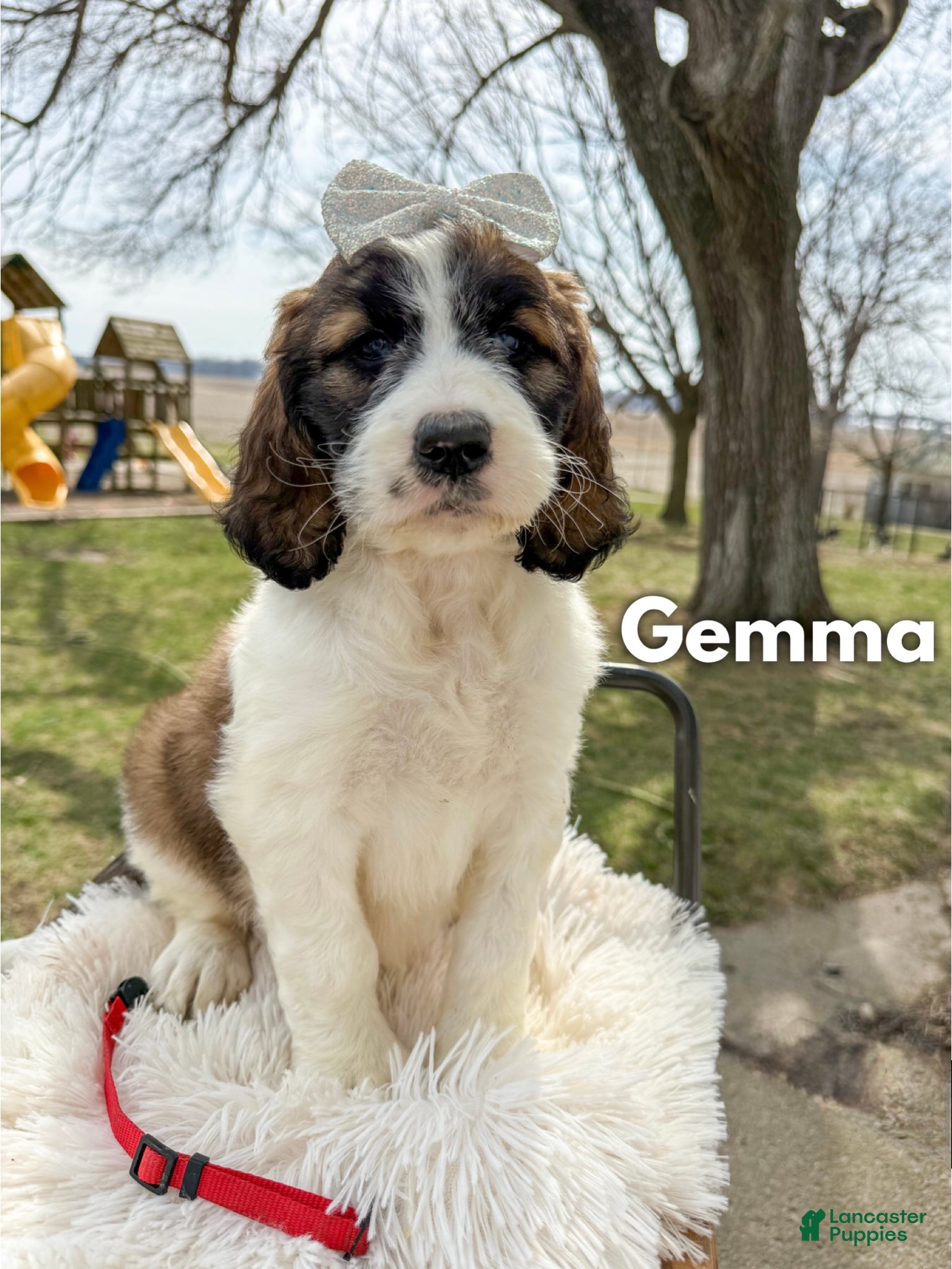 Saint Berdoodles dogs Gemma - Ad 1