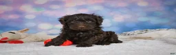 Mini Goldendoodle dogs for sale: Jake - Ad 6