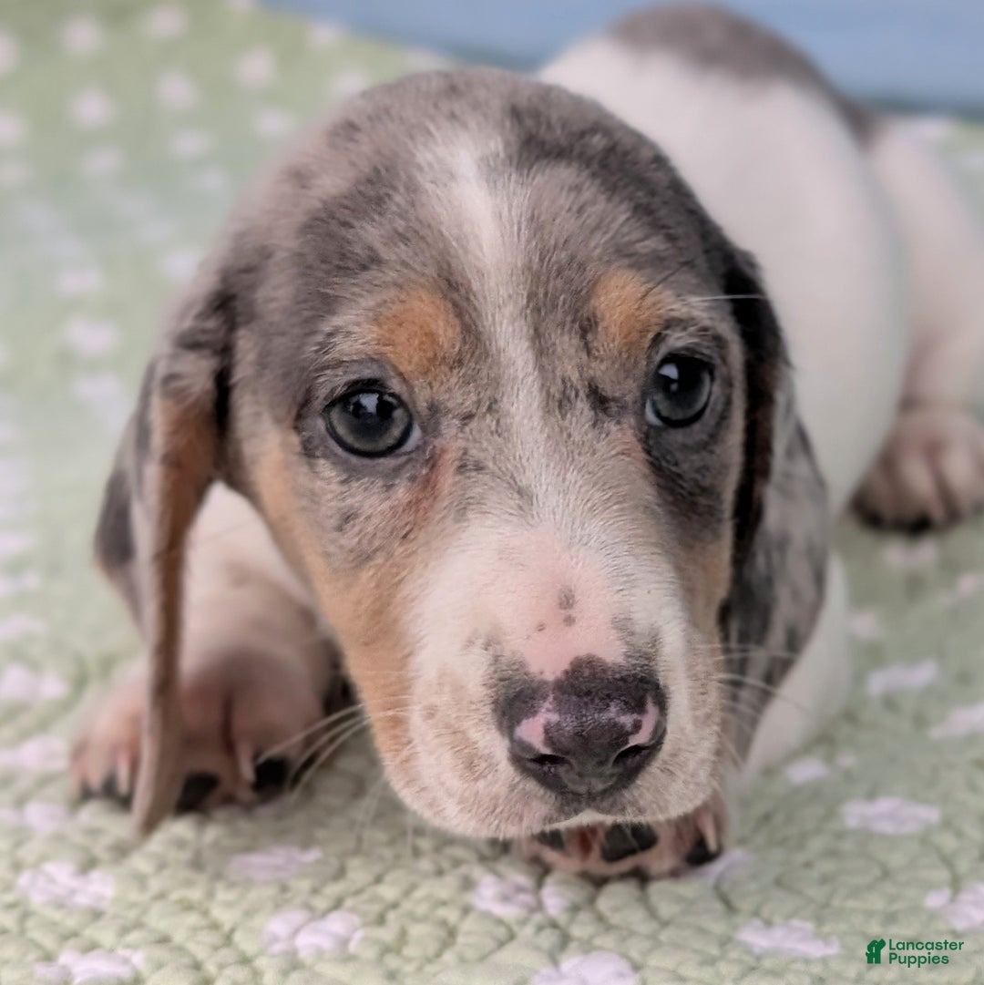 Miniature Dachshund dogs for sale: Sweet Potato - Ad 5