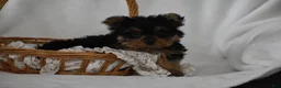 Yorkshire Terrier dogs for sale: Fairy - Ad 12
