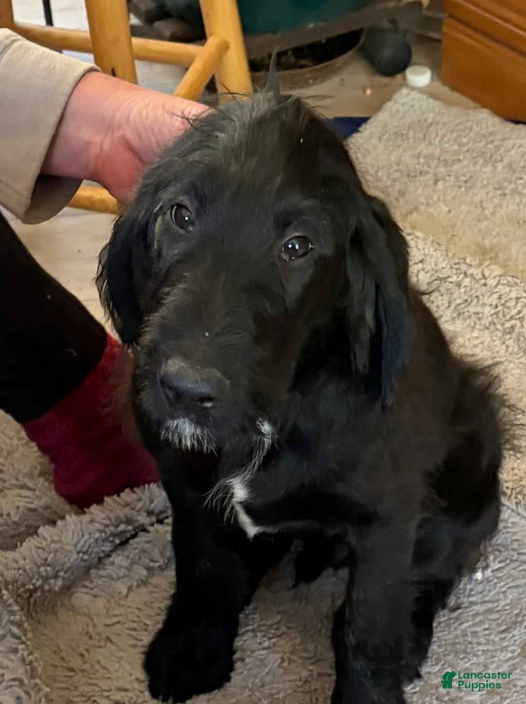 Labradoodle dogs for sale: Labradoodle Puppy 5 - Ad 1