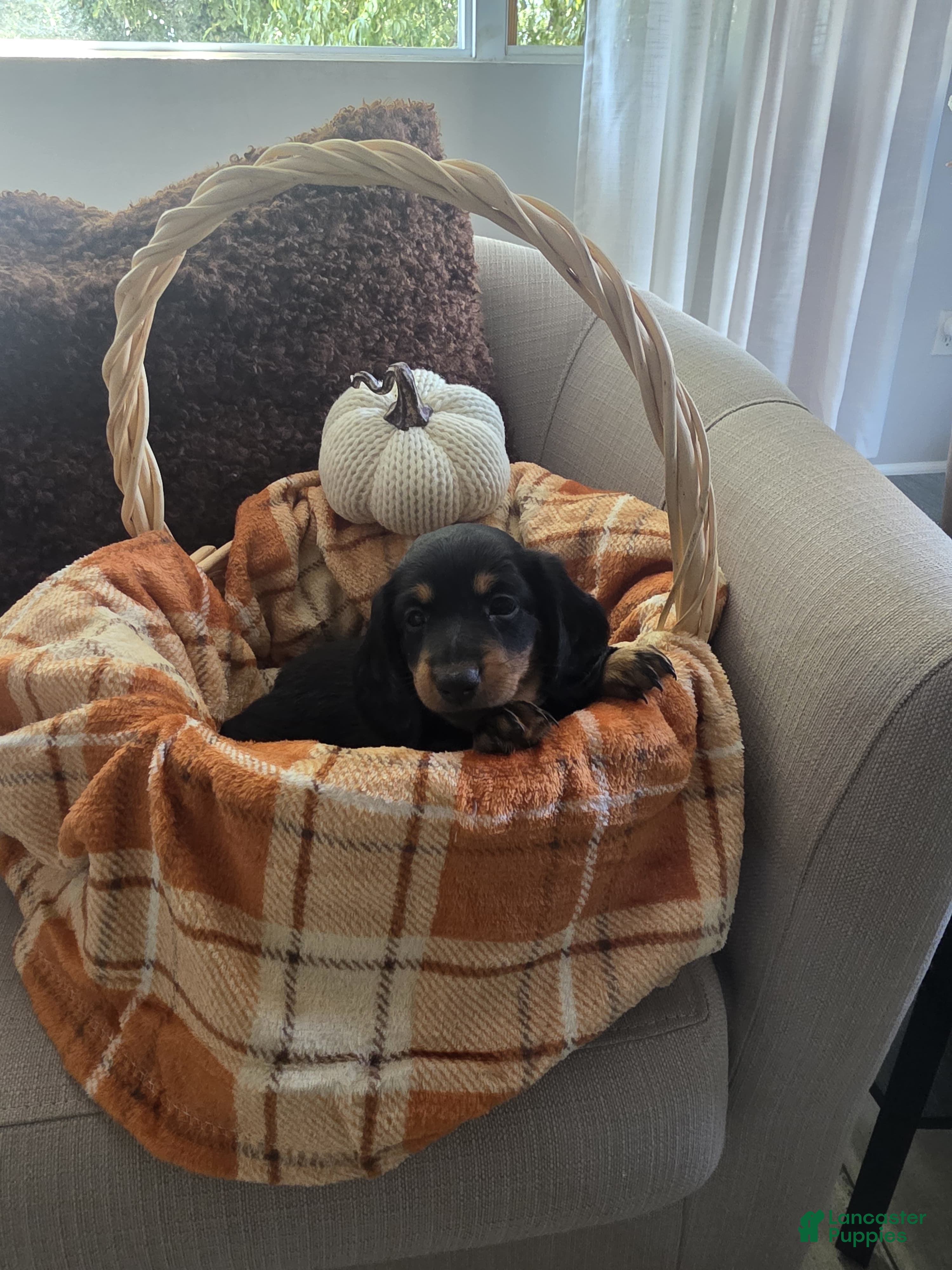 Miniature Dachshund dogs Cookie - Ad 3