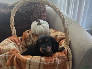Miniature Dachshund dogs Cookie - Ad 3
