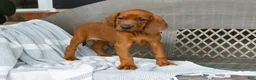 Redbone Coonhound dogs for sale: Belle - Ad 4