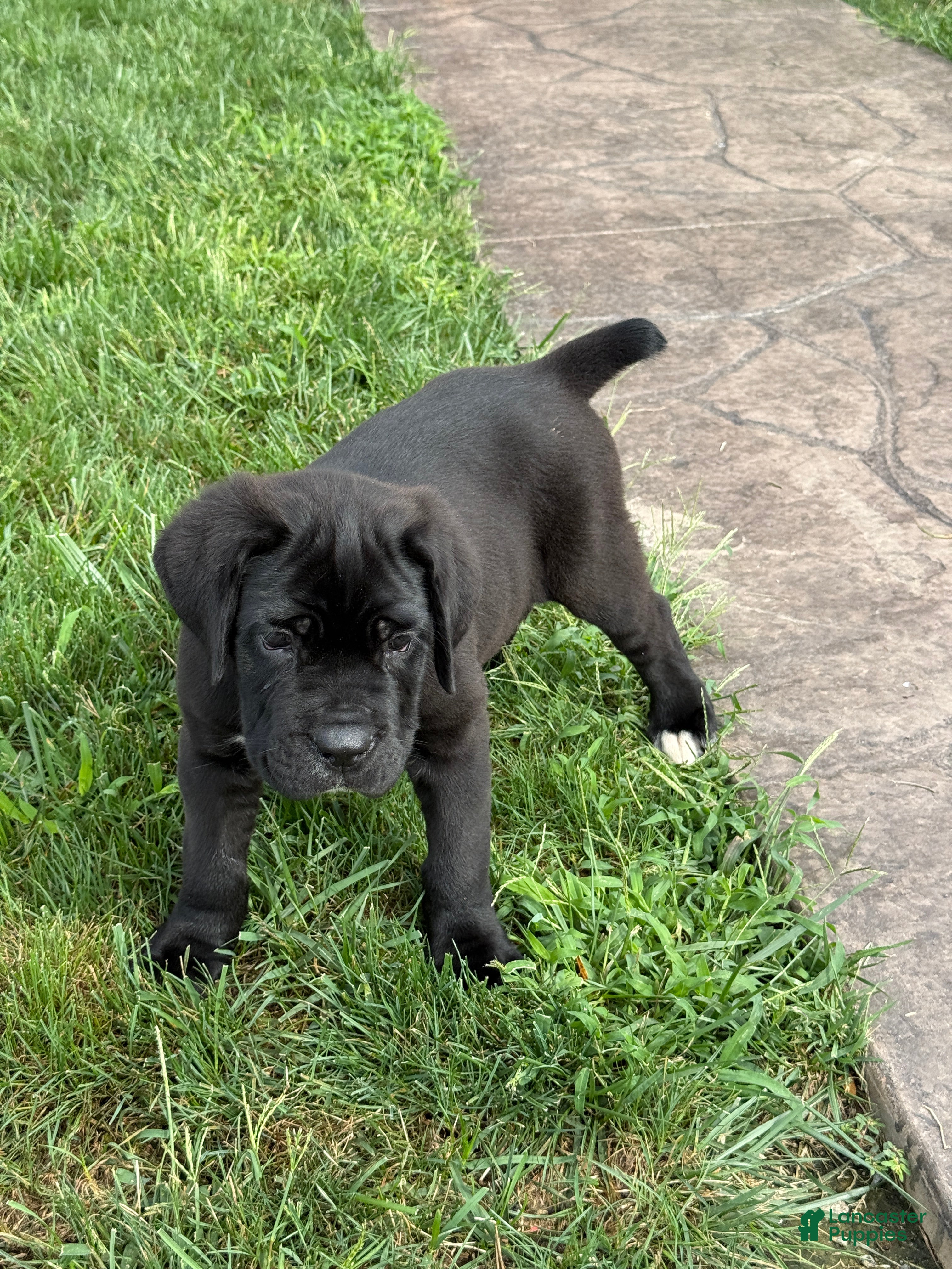 Cane Corso dogs Kody - Ad 1