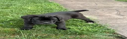 Cane Corso dogs for sale: Kody - Ad 1