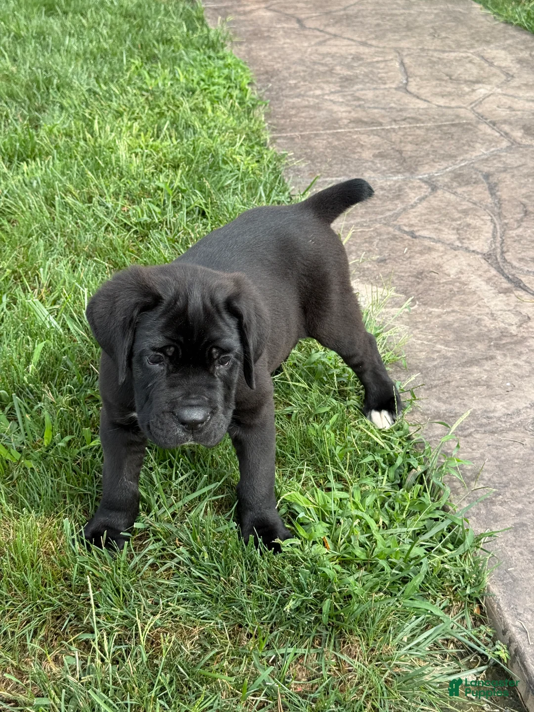 Cane Corso dogs for sale: Kody - Ad 1