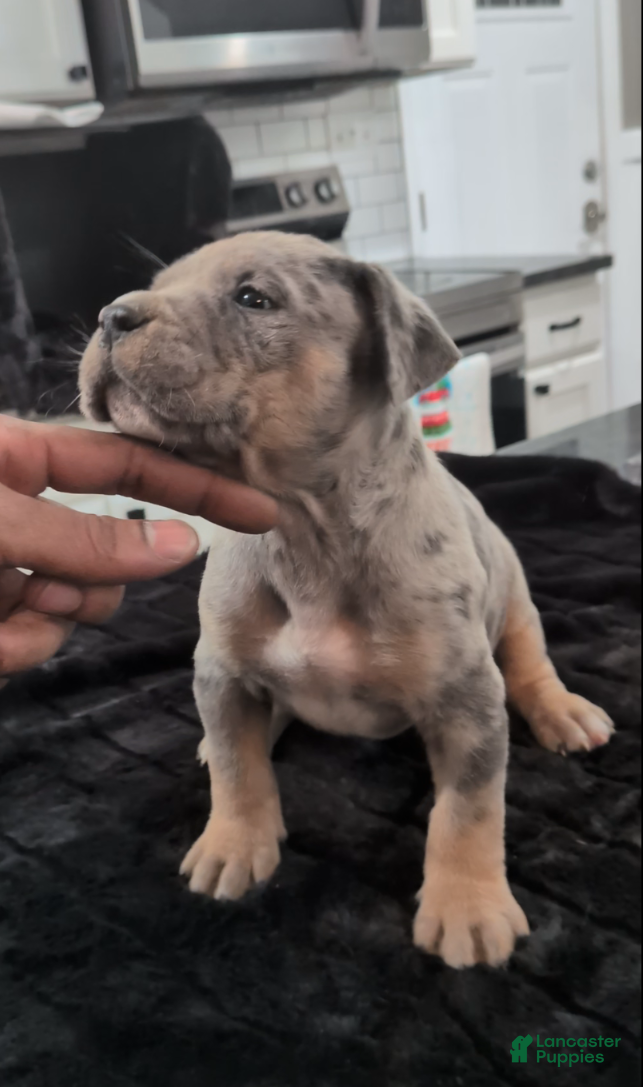 American Bully dogs Max - Ad 1