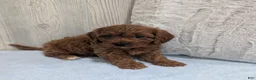 Cavapoo dogs for sale: Archie - Ad 3