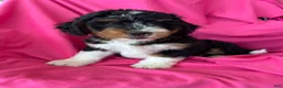 Mini Bernedoodle dogs for sale: RUSTY - Ad 7