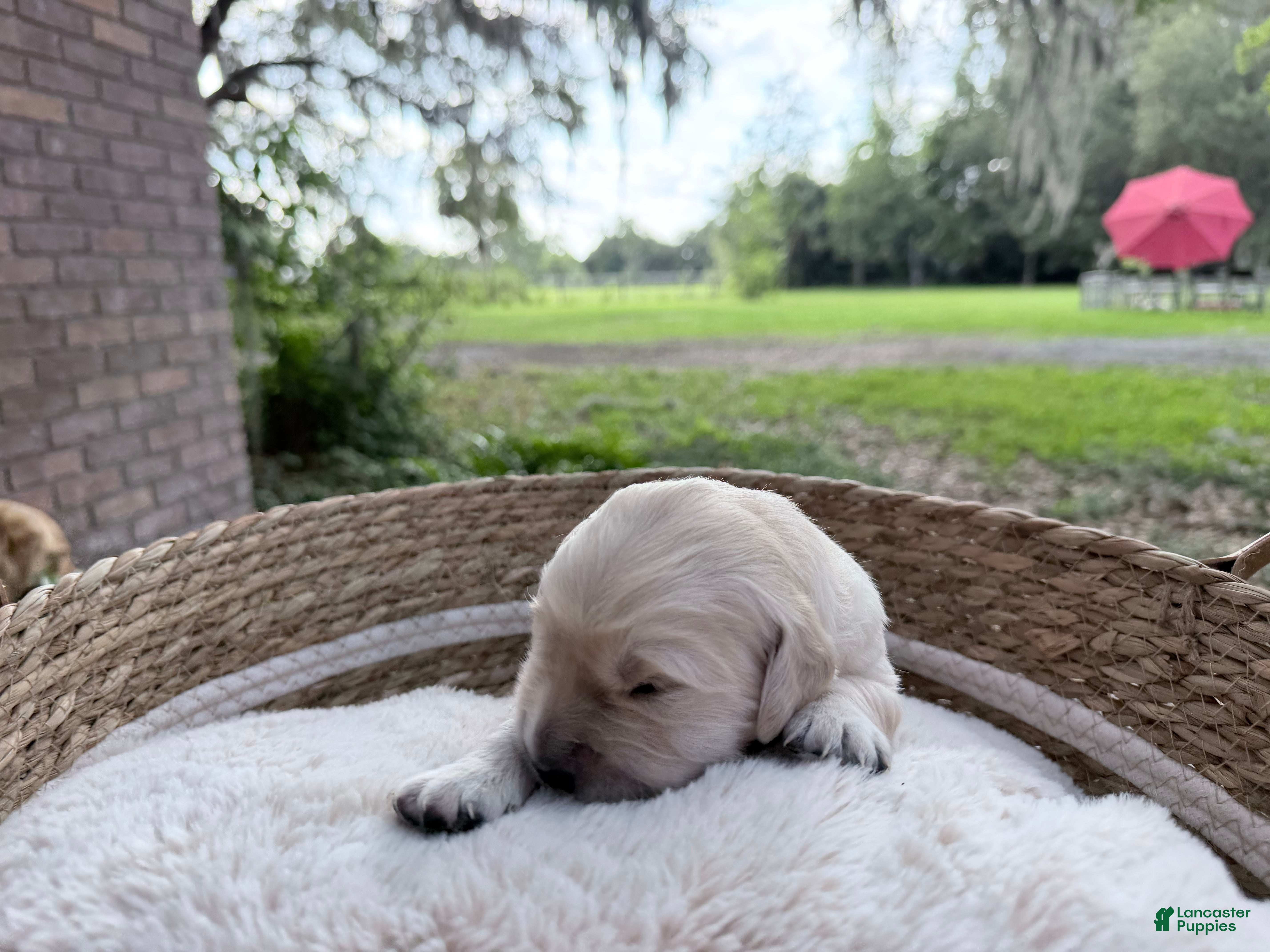 Golden Retriever dogs Brittany of Avalon  - Ad 1