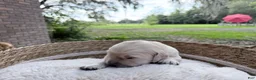 Golden Retriever dogs for sale: Brittany of Avalon  - Ad 1