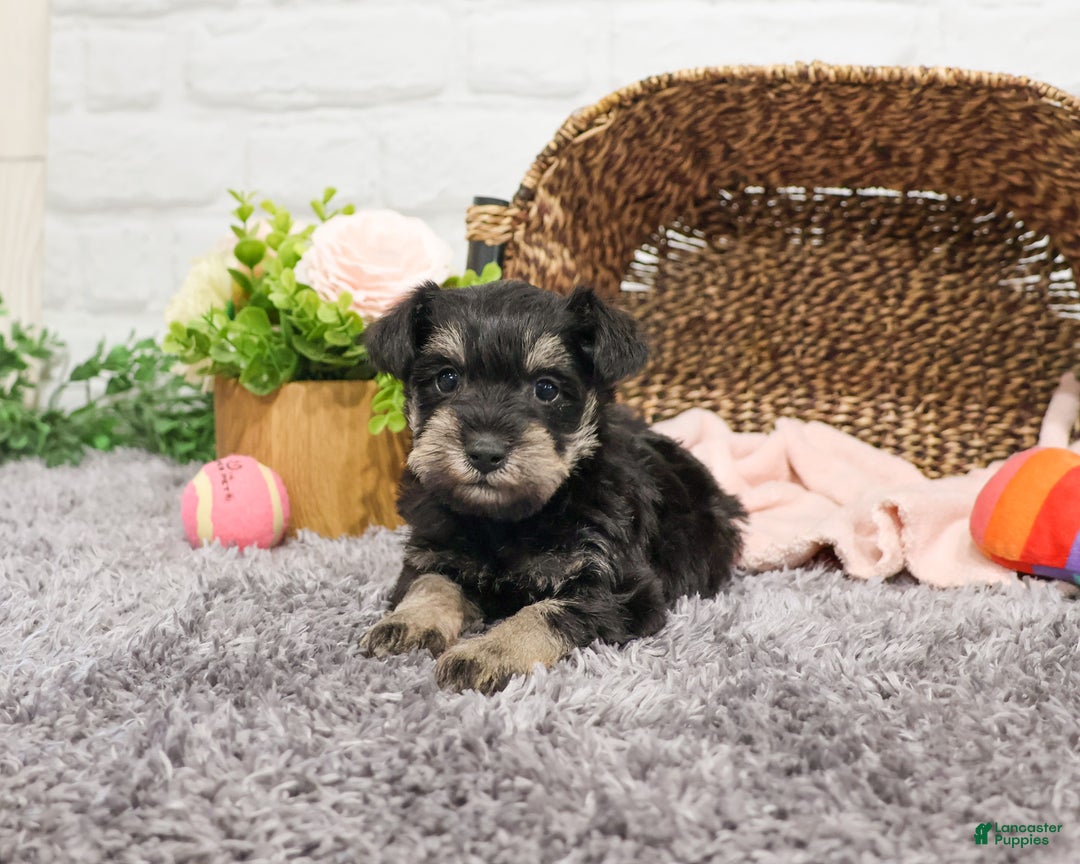 Miniature Schnauzer dogs for sale: Esperanza  - Ad 1