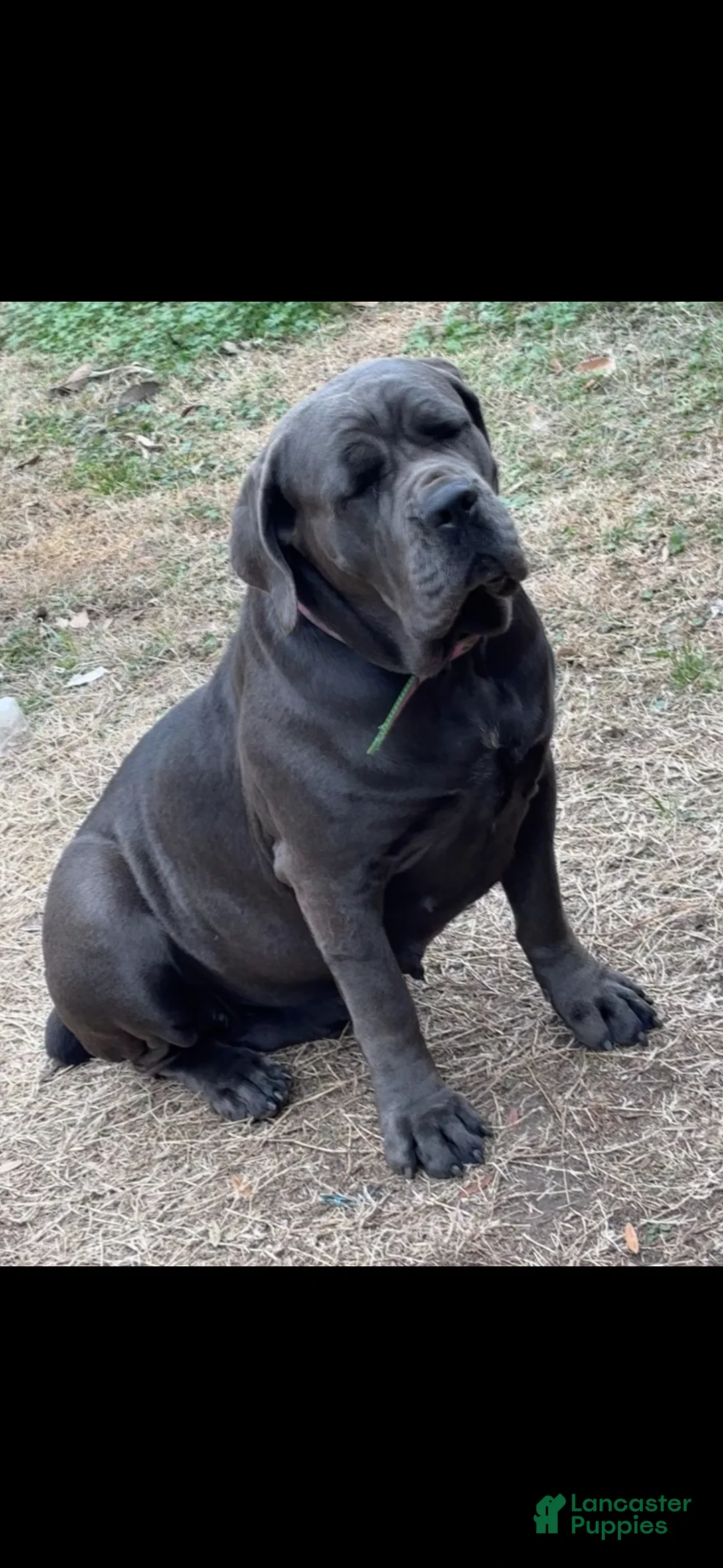 Cane Corso dogs for sale: Cane Corso Puppy 2 - Ad 2