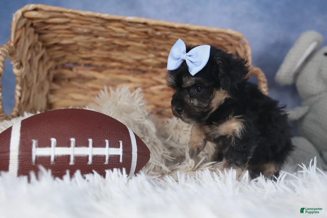 Miniature Poodle dogs for sale: Rosebud (Runt of Litter) - Ad 12