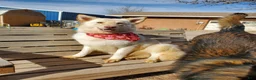German Shepherd dogs for sale: Manny - Ad 2
