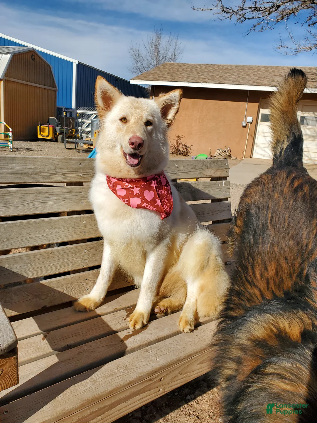 German Shepherd dogs for sale: Manny - Ad 2