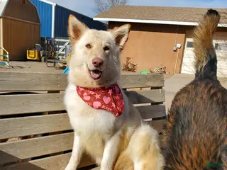 German Shepherd dogs Soto - Ad 2