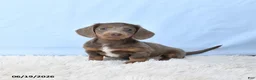 Miniature Dachshund dogs for sale: Isabella - Ad 5