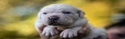 Cane Corso dogs for sale: Midnight Groove’s Kiss Of Life- Sade - Ad 4