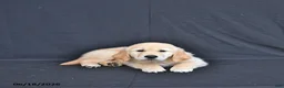 Golden Retriever dogs for sale: Jasper - Ad 3