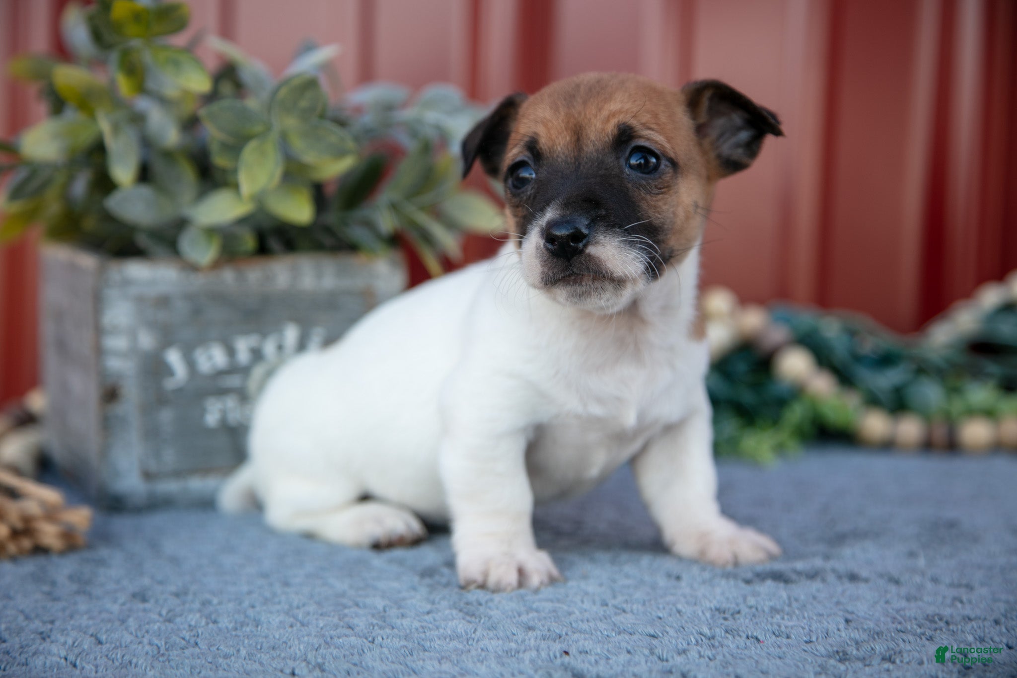 Jack Russell Terrier dogs Gracie - Ad 25