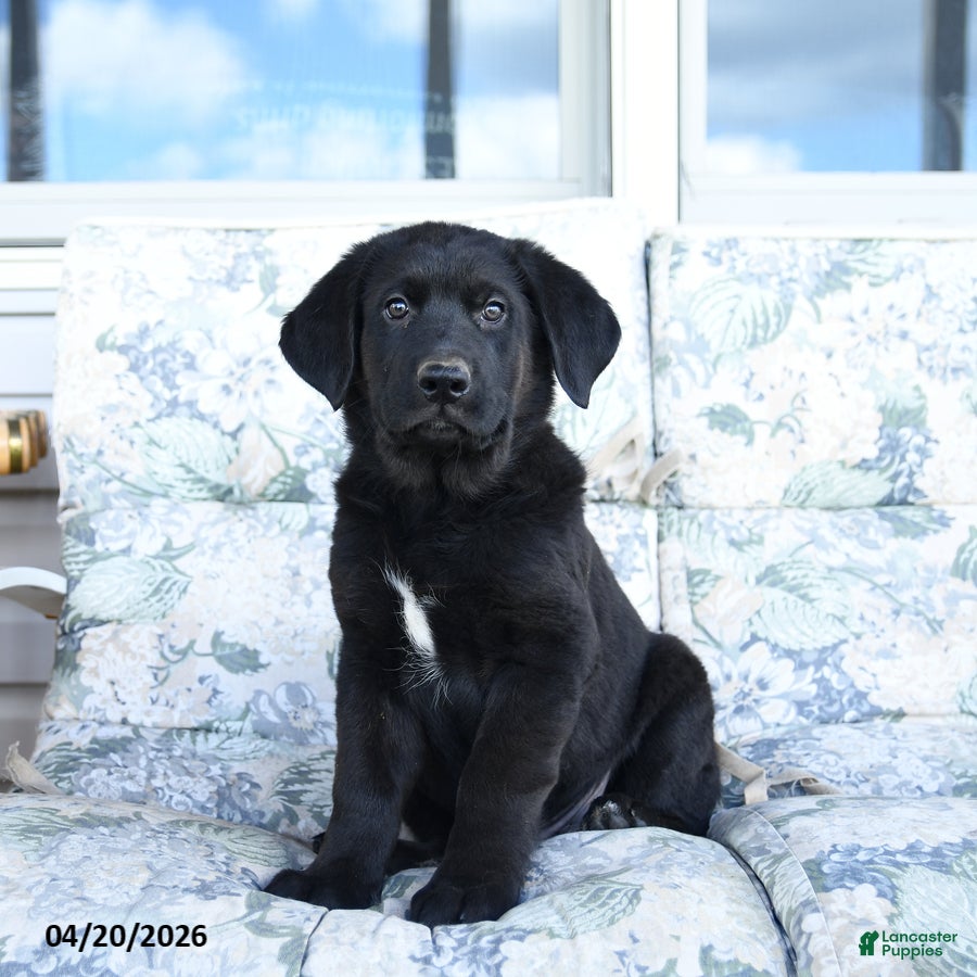 Mixed Breed dogs for sale: Leo - Ad 1