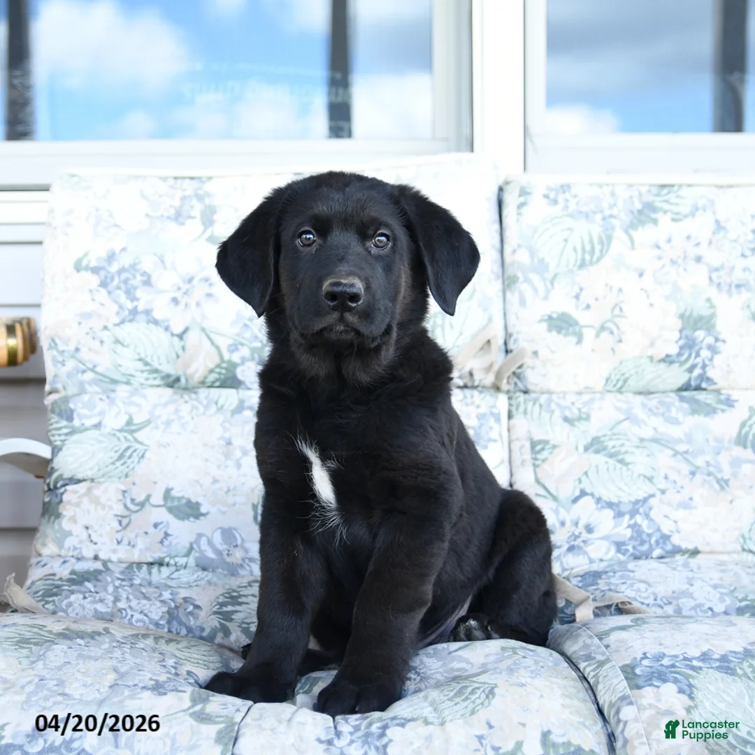 Mixed Breed dogs for sale: Leo - Ad 1