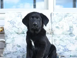 Mixed Breed dogs for sale: Leo - Ad 1