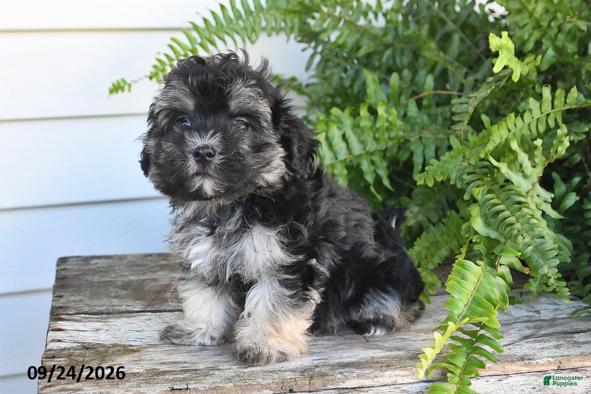 Morkie dogs Archie - Ad 2