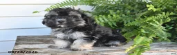 Morkie dogs for sale: Archie - Ad 2