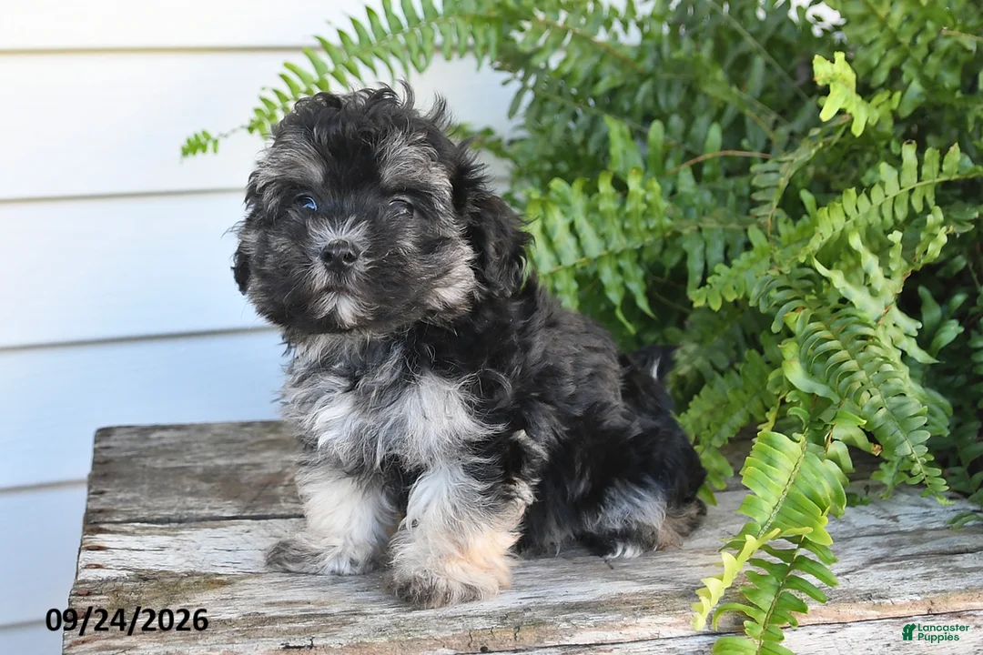 Morkie dogs for sale: Archie - Ad 2