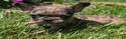 French Bulldog dogs for sale: French Fries - Ad 5