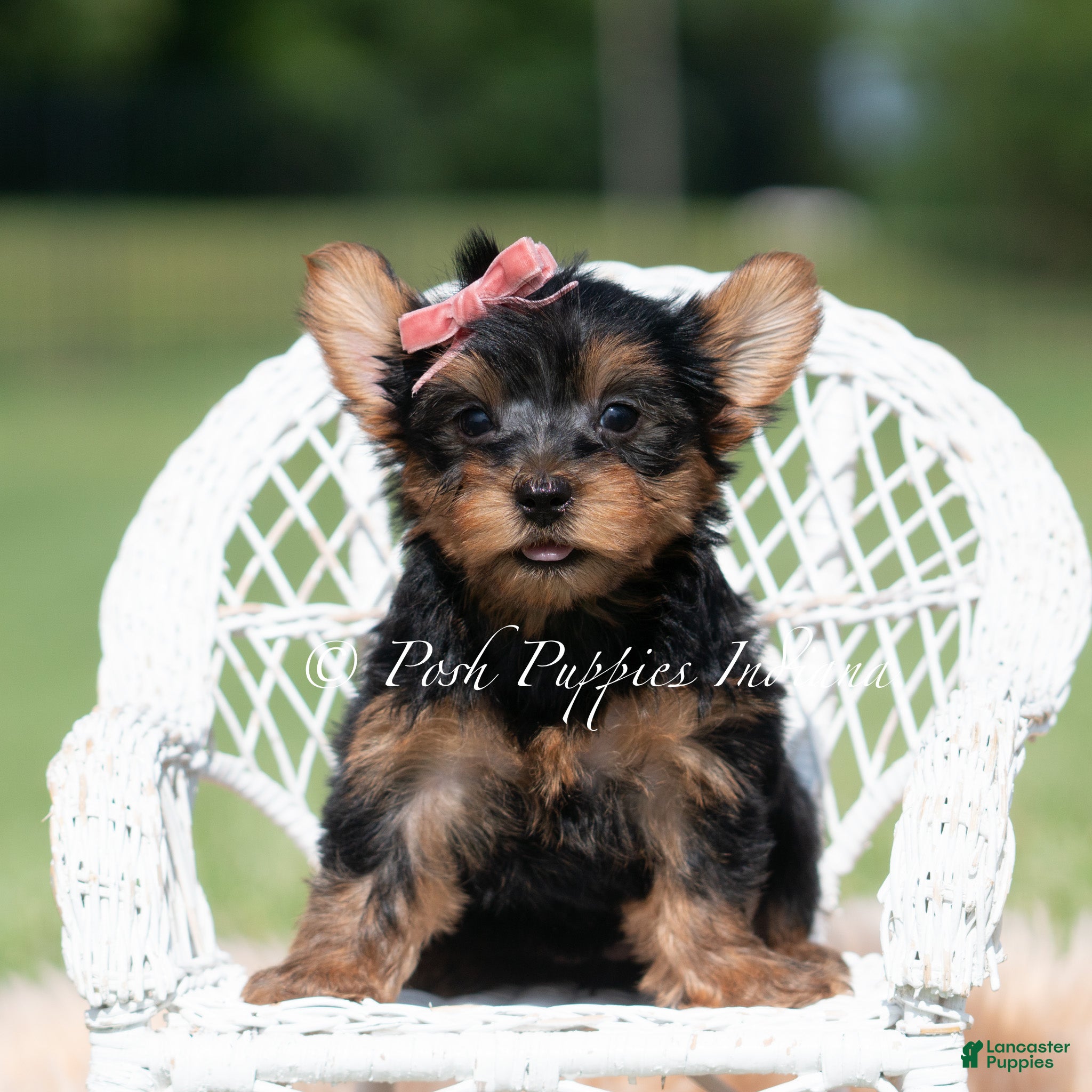 Yorkshire Terrier dogs Maple - Ad 34