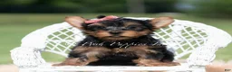 Yorkshire Terrier dogs for sale: Maple - Ad 1