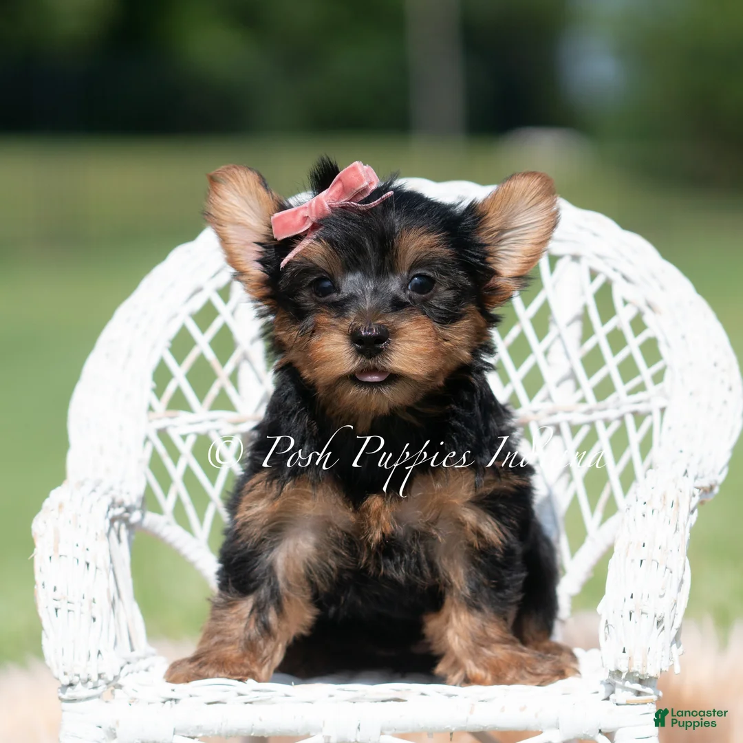 Yorkshire Terrier dogs for sale: Maple - Ad 1
