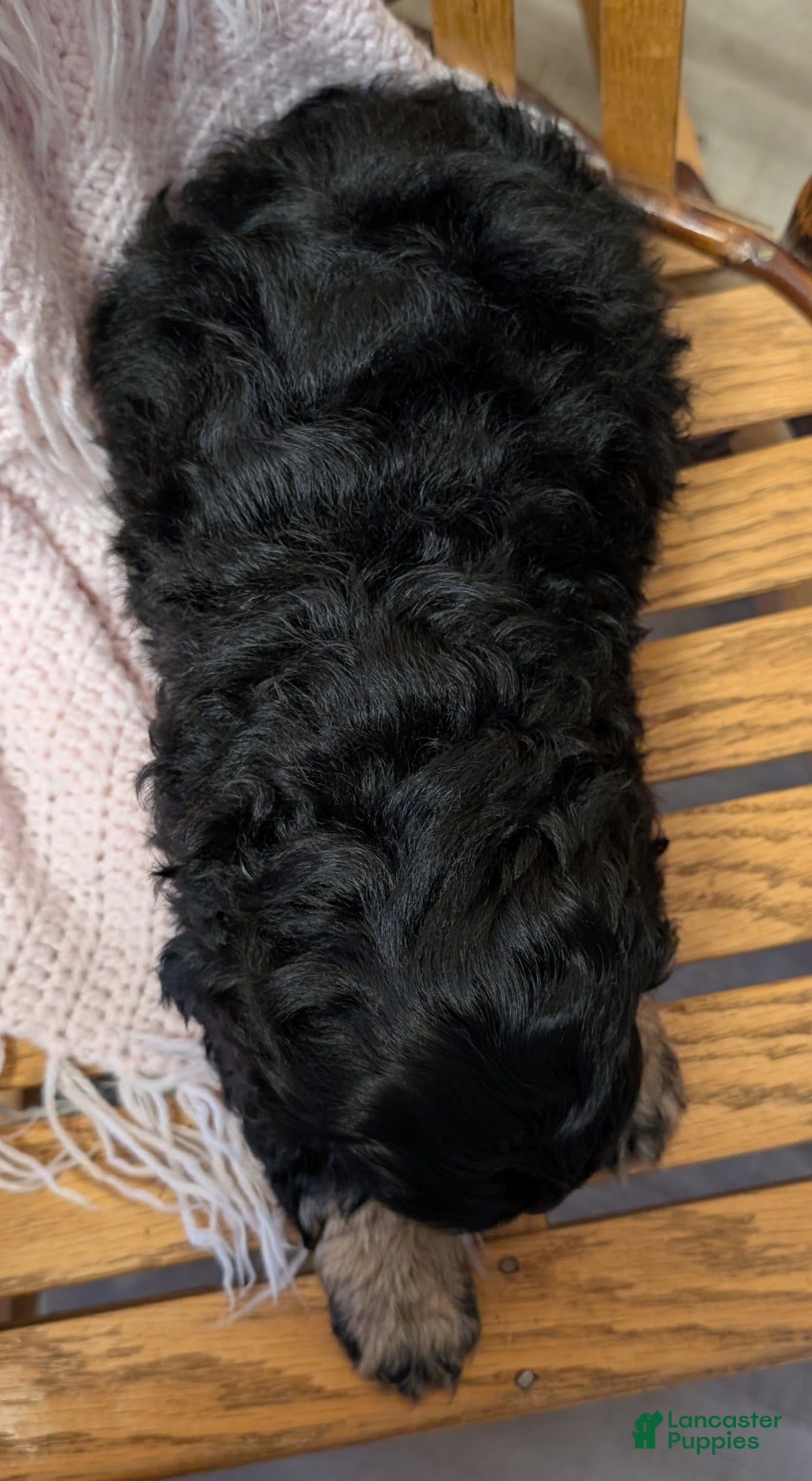 Cockapoo dogs for sale: Pansy - Ad 4