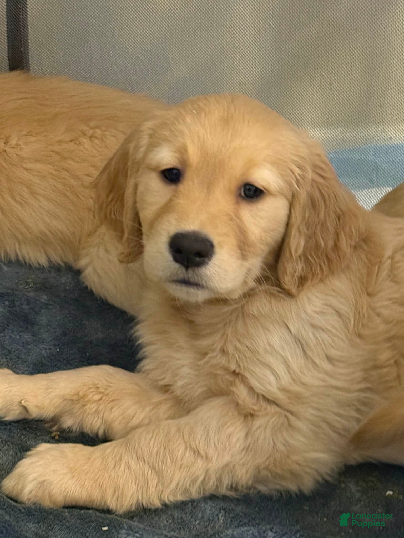 Golden Retriever dogs Golden Retriever Puppy 1 - Ad 2