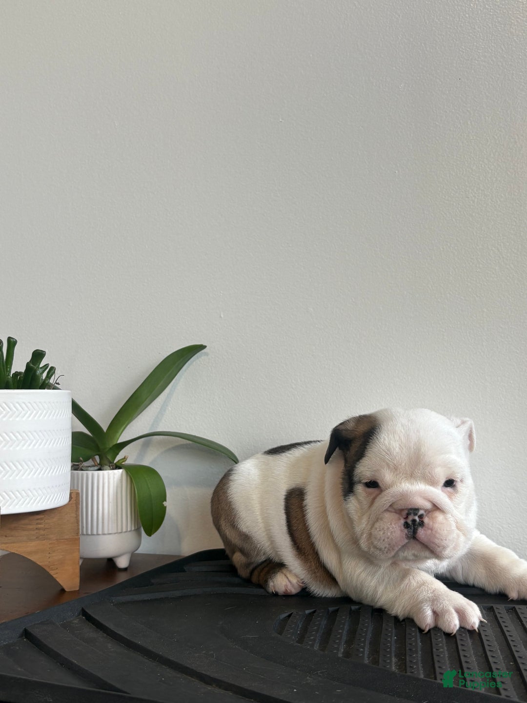 English Bulldog dogs for sale: Echo - Ad 7