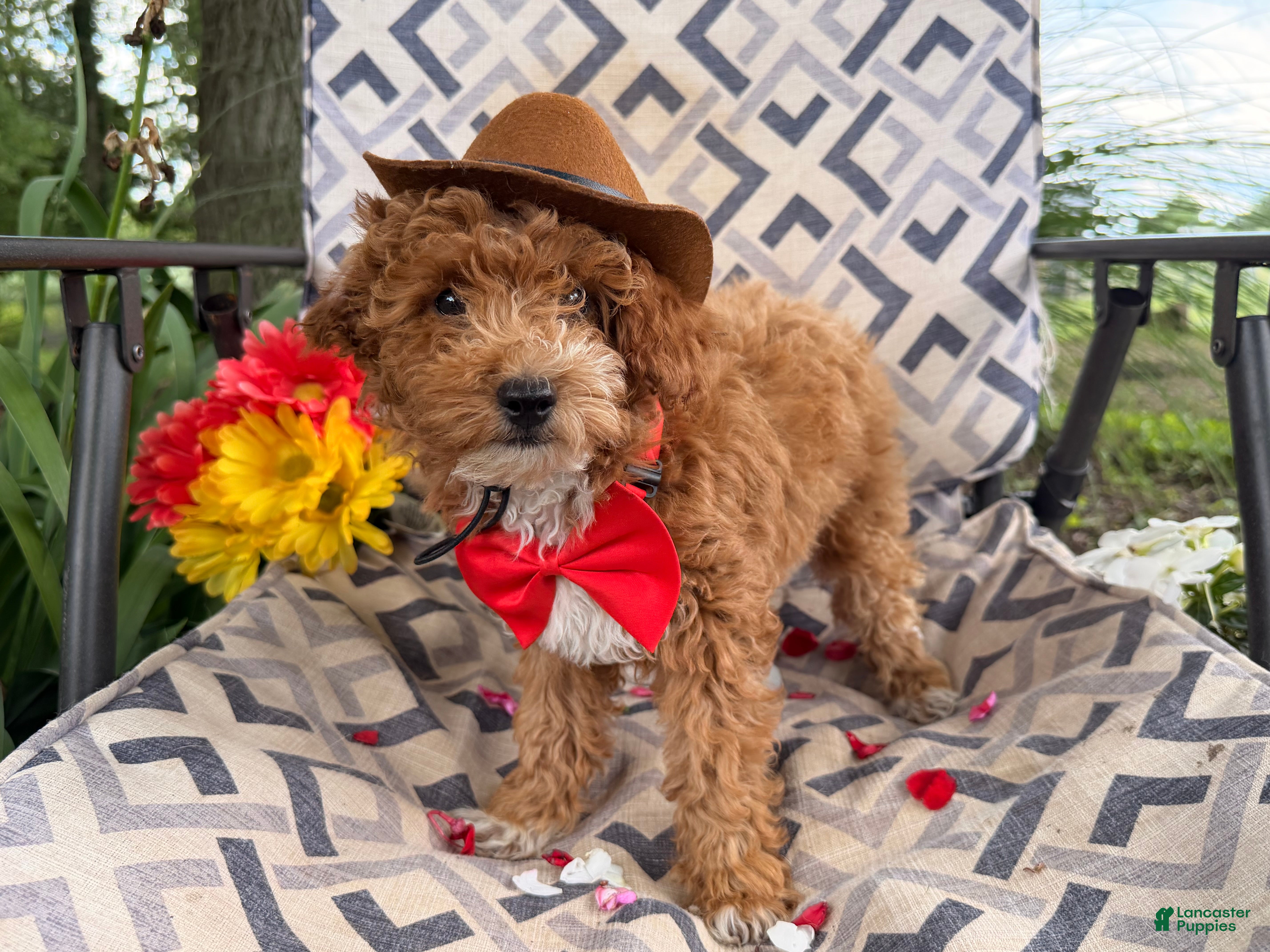 Miniature Poodle dogs Magic  - Ad 1