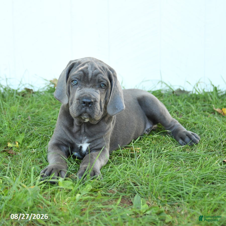 Cane Corso dogs Rookie - Ad 2
