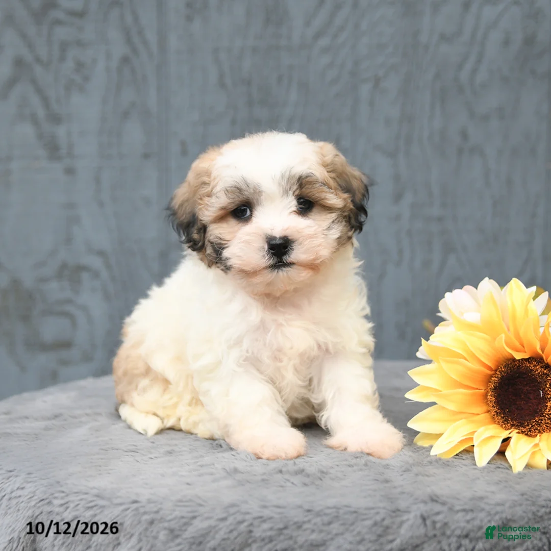 Teddy Bear dogs for sale: Cocoa - Ad 1