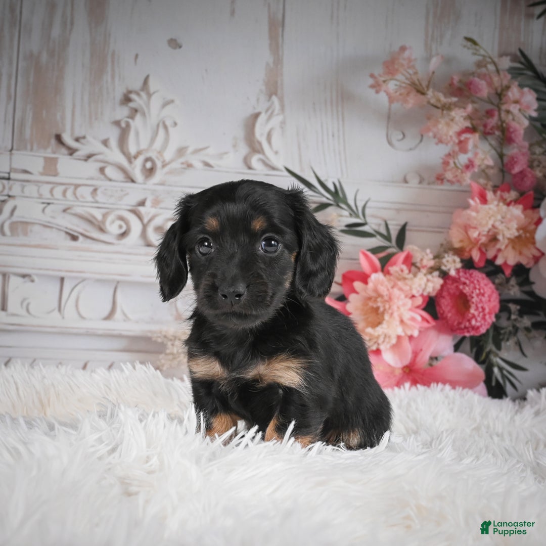 Miniature Dachshund dogs for sale: Panda-AKC - Ad 8