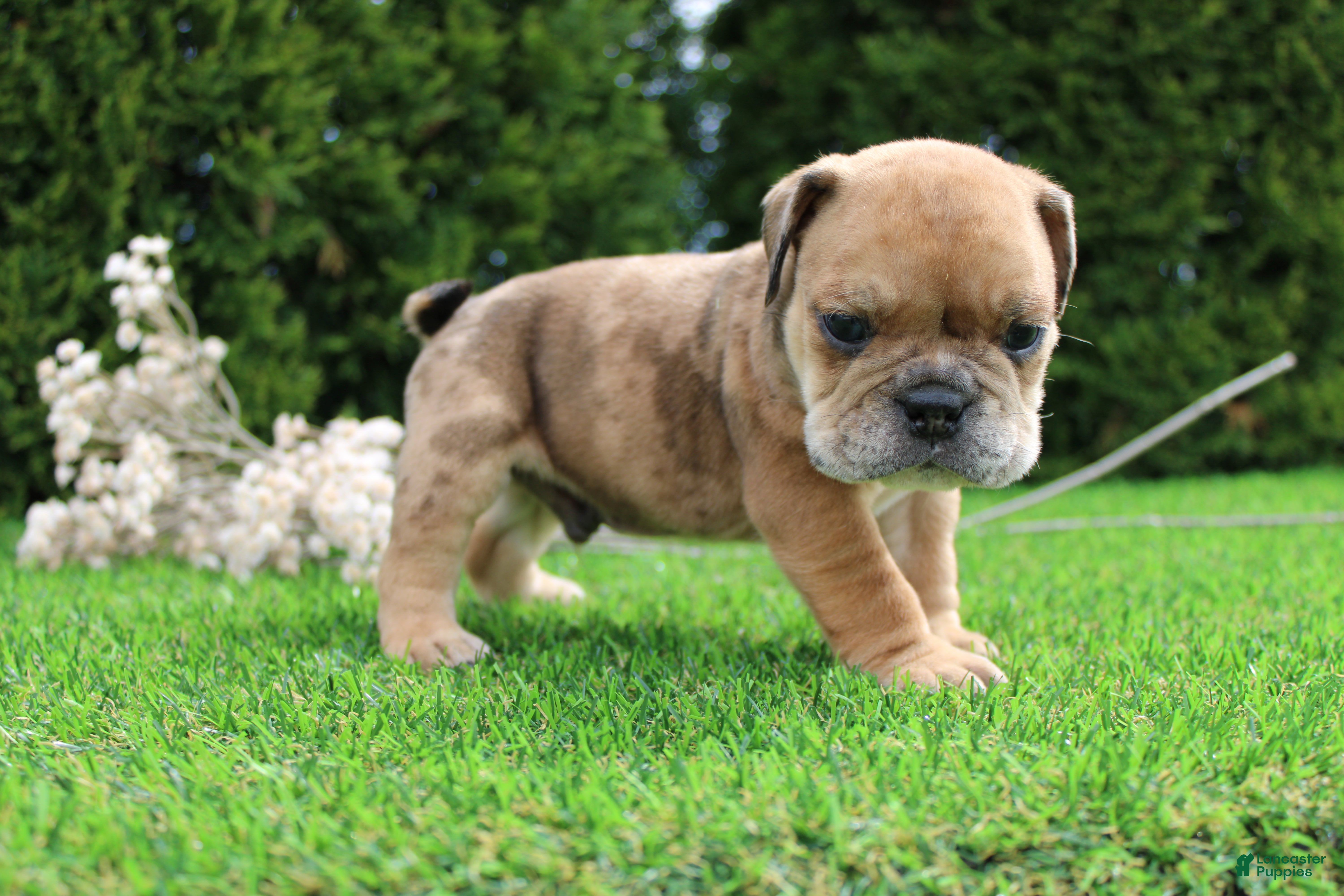 English Bulldog dogs Dash - Ad 2