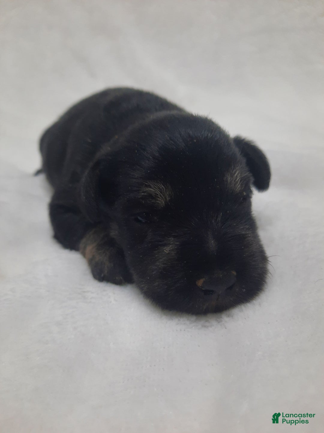 Miniature Schnauzer dogs for sale: AKC Peanut - Ad 2