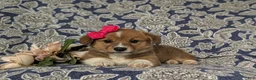 Welsh Corgi Pembroke dogs for sale: Maxie AKC Registered - Ad 4