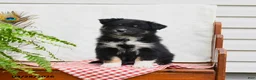 Australian Shepherd dogs for sale: Fedora - Ad 5